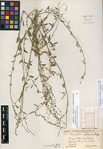 Herbarium Sheet of 